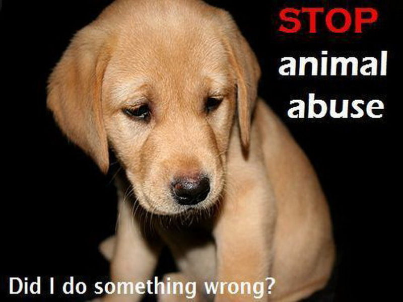 Animal abuse 