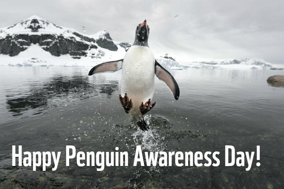 Penguin Awareness Day Images Pictures Status Photo 5