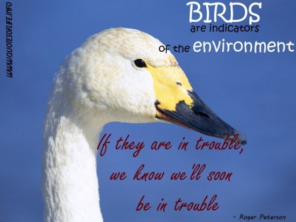 Birds Quote Birds Are Indicators Of The Environment 33f7b.md