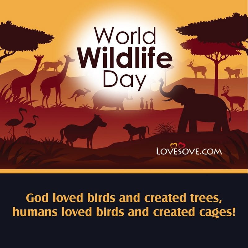 World Wildlife Day4