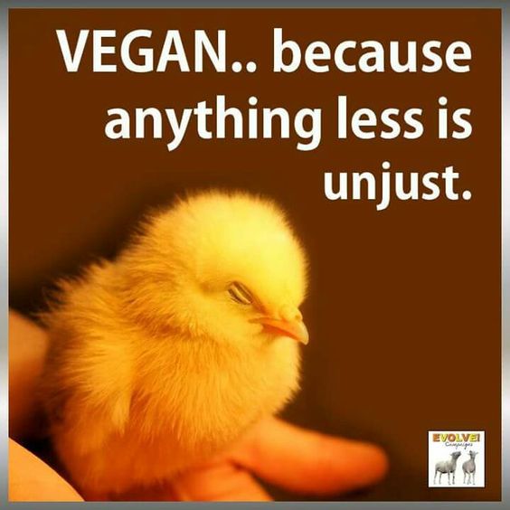 Slogans On Veganism5