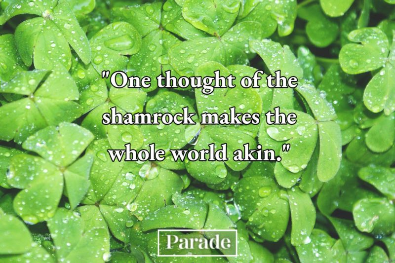 St Patricks Day Quotes Shamrock World Akin