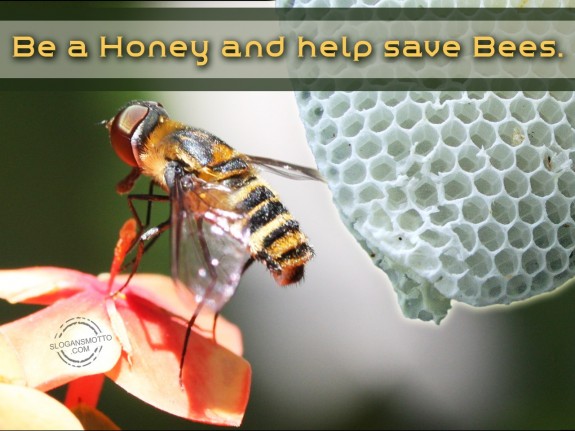 Be A Honey And Help Save Bees. 575x431