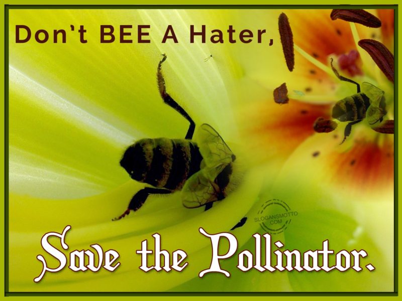 Don’t Bee A Hater Save The Pollinator.