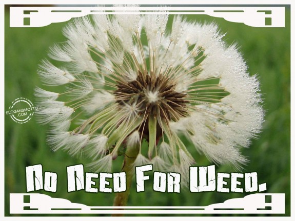 No Need For Weed 575x431