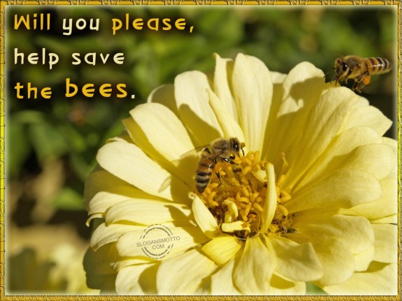 Will You Please Help Save The Bees. 575x431